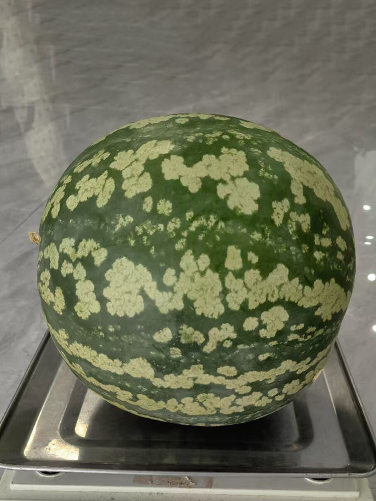 Ya Zong Winter Melon