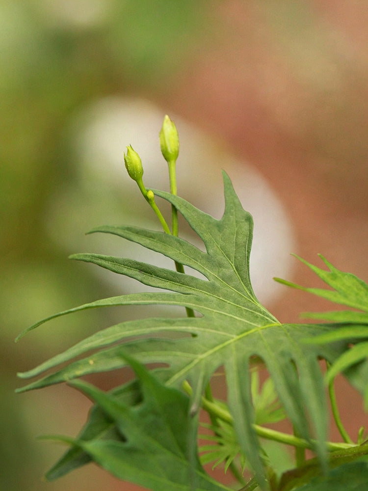 Red Maple Leaf Cypress Vine