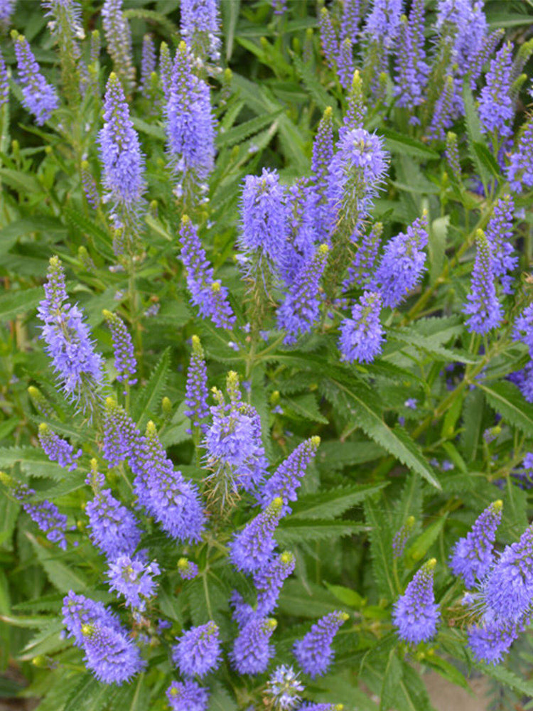 Hezhichun Spiked Speedwell