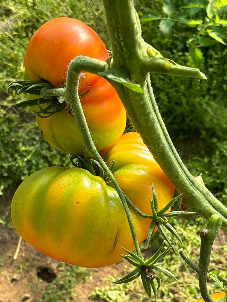 Hillbilly Potato Leaf Tomato