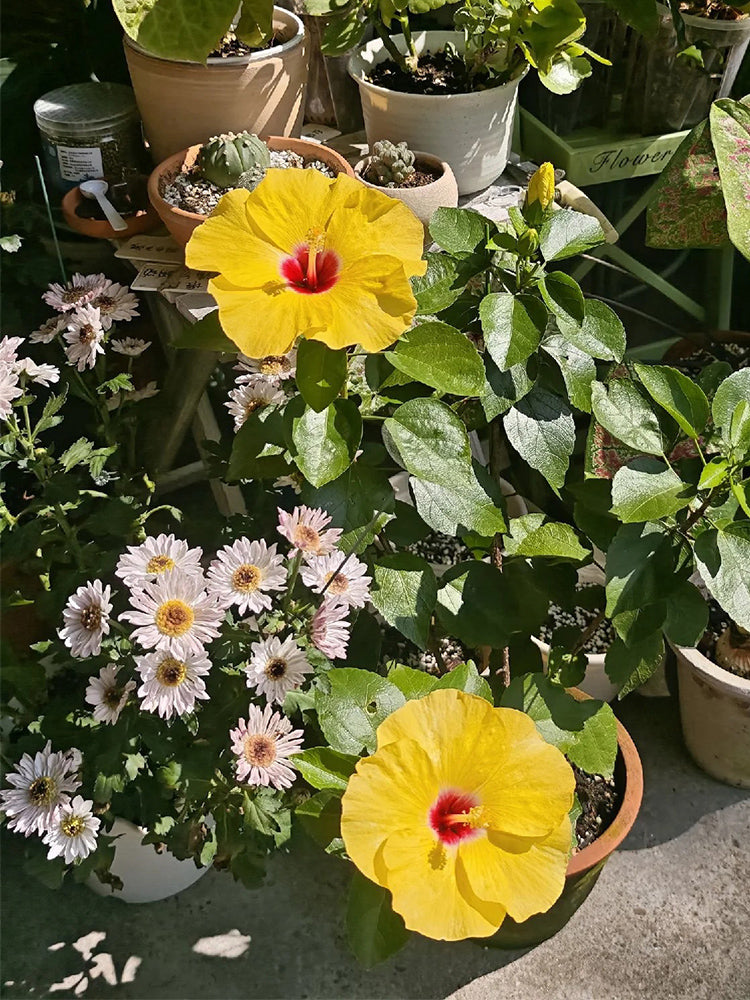 Pale Yellow Hibiscus