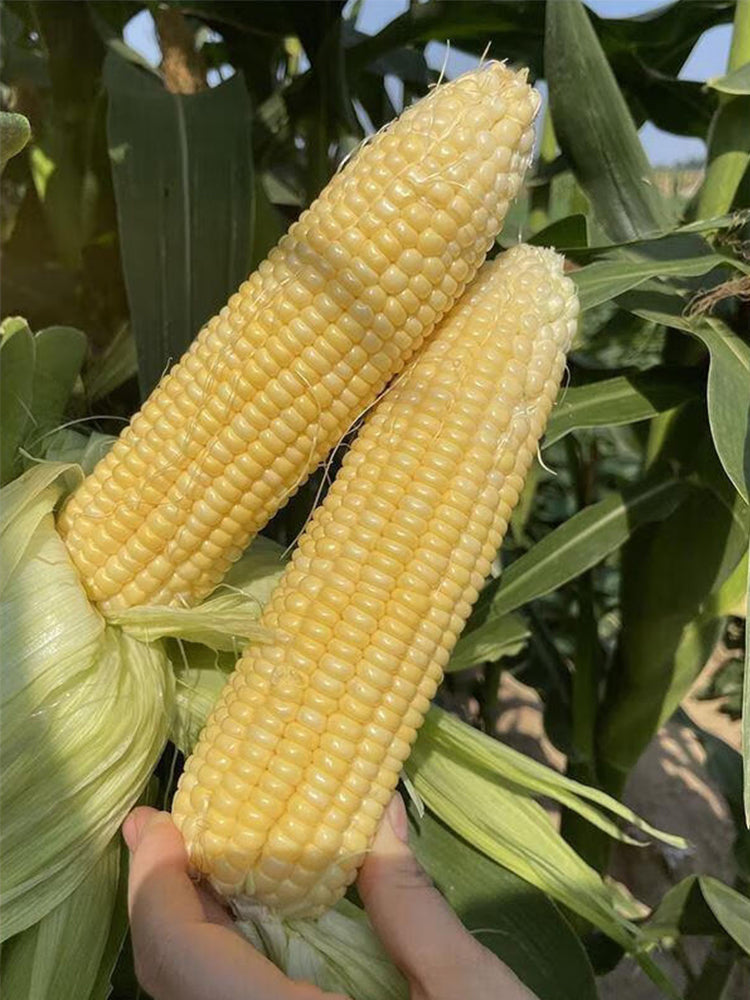 Zhongnong Tian No.488 Super Sweet Fruit Corn