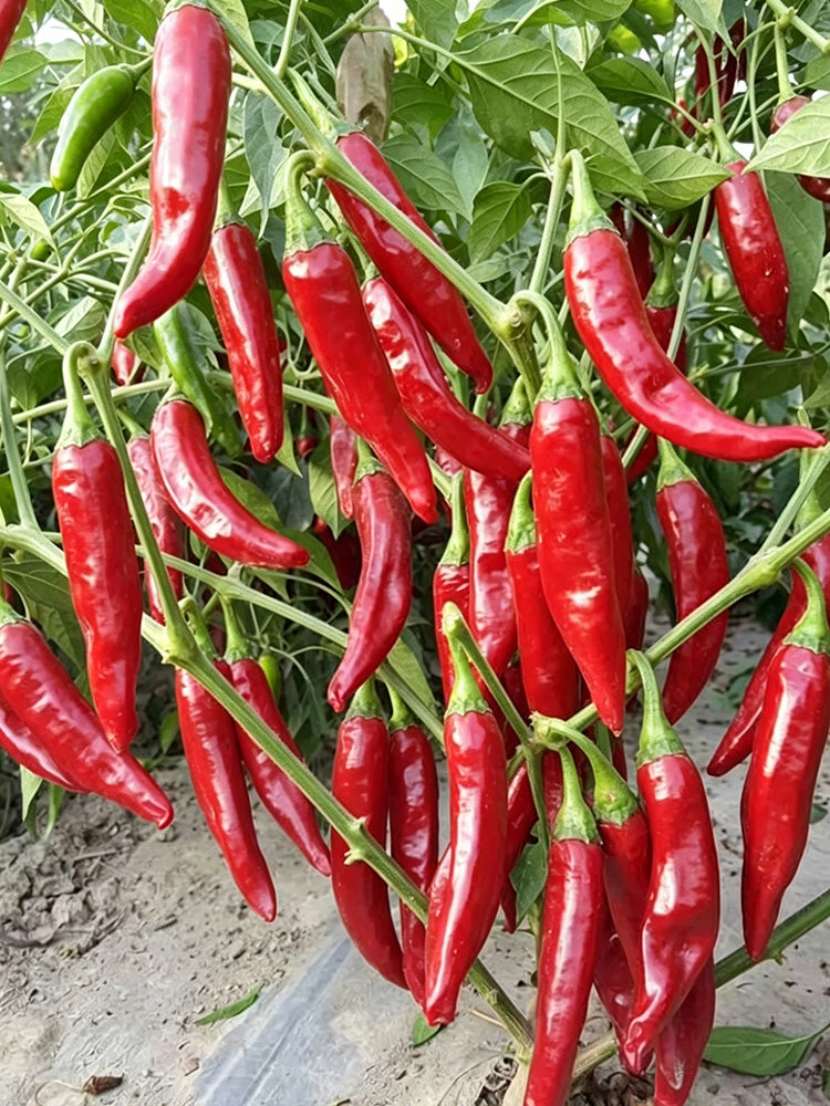 Extra Spicy 'La Mei Zi' Pepper