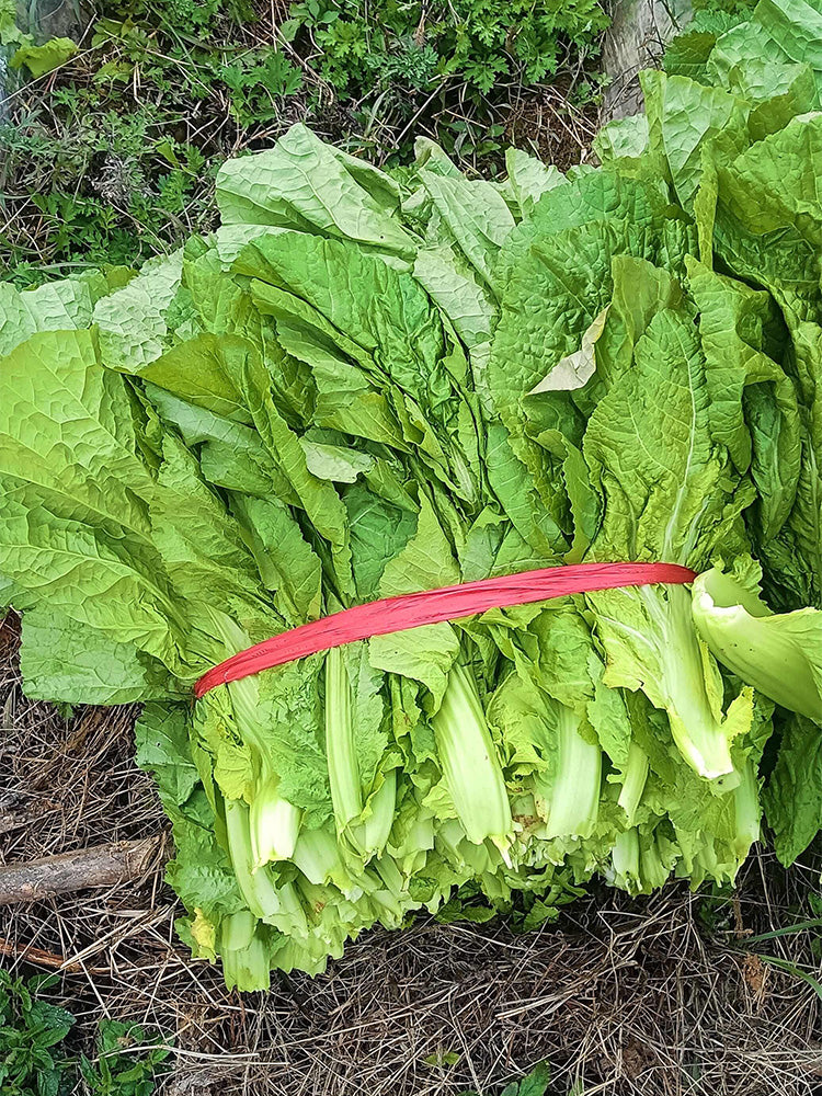 Sweet-Crispy Bamboo Mustard Green