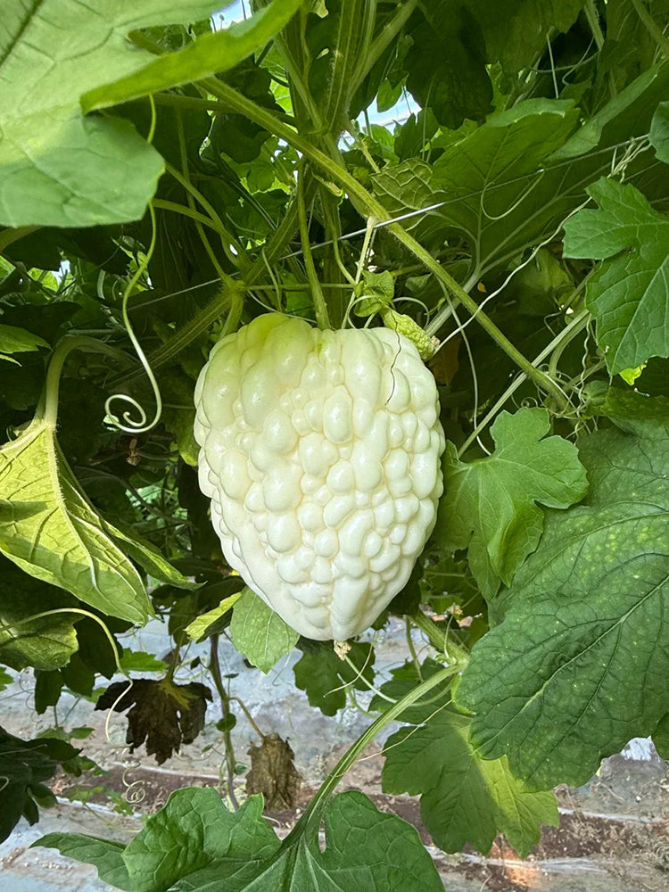 Apple Bitter Gourd