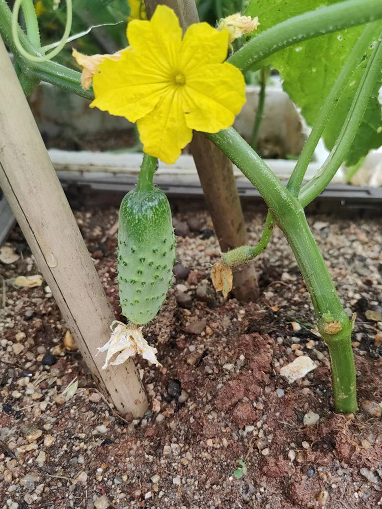 Russian Masha Fruit Cucumber
