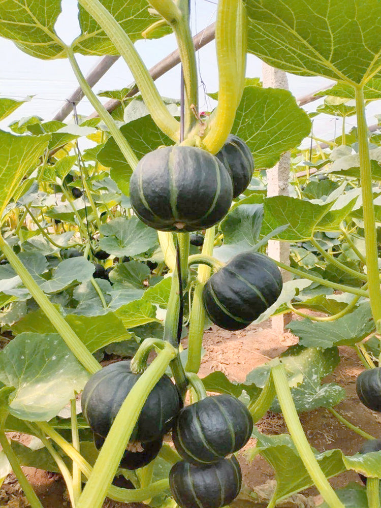 Moxiang BeiBei Pumpkin