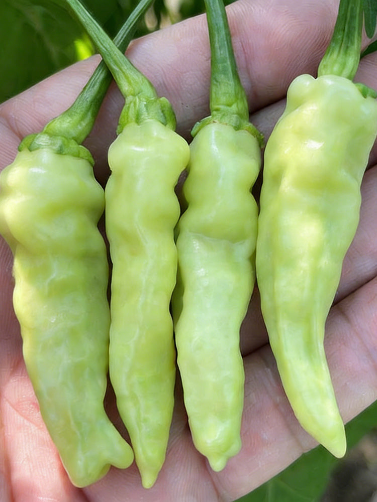 Pickling Pepper