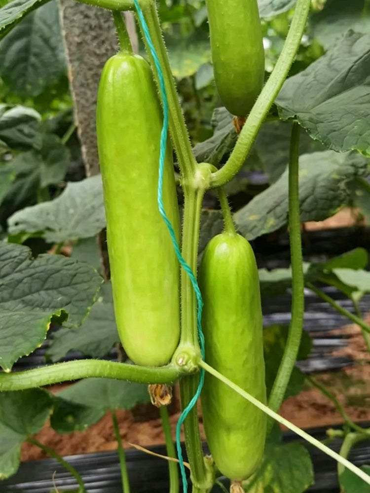 Crispy Jade Fruit Cucumber