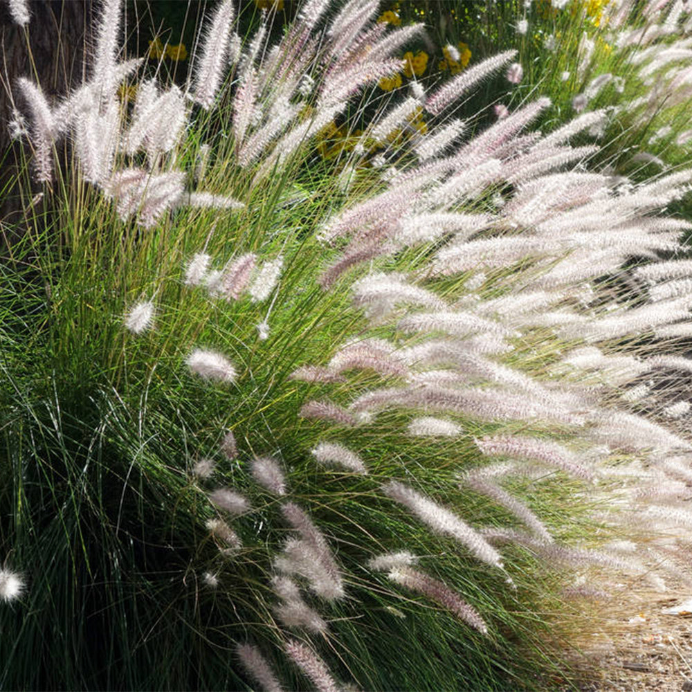 U2222 Purple Fountain Grass