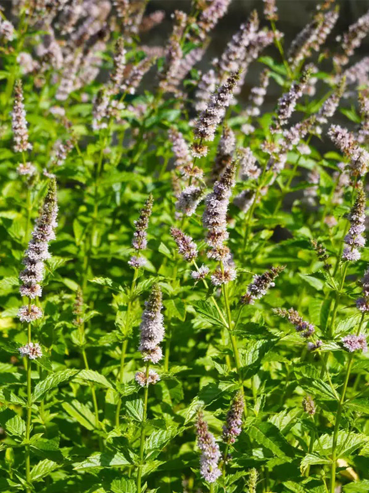 Spearmint Mint
