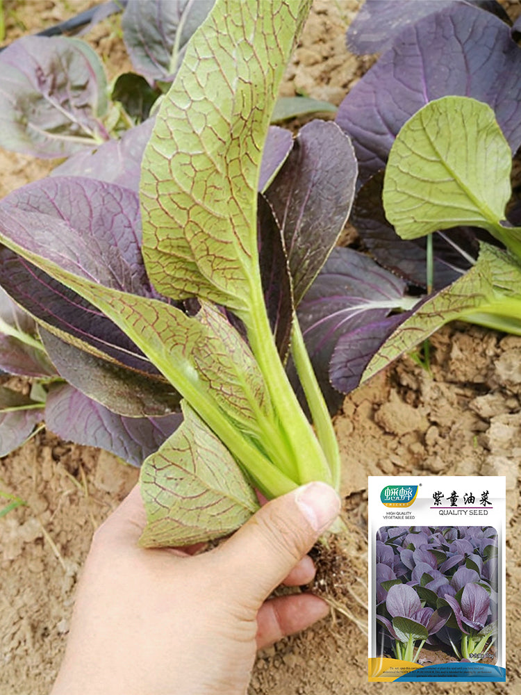 'Zitong' Purple Bok Choy