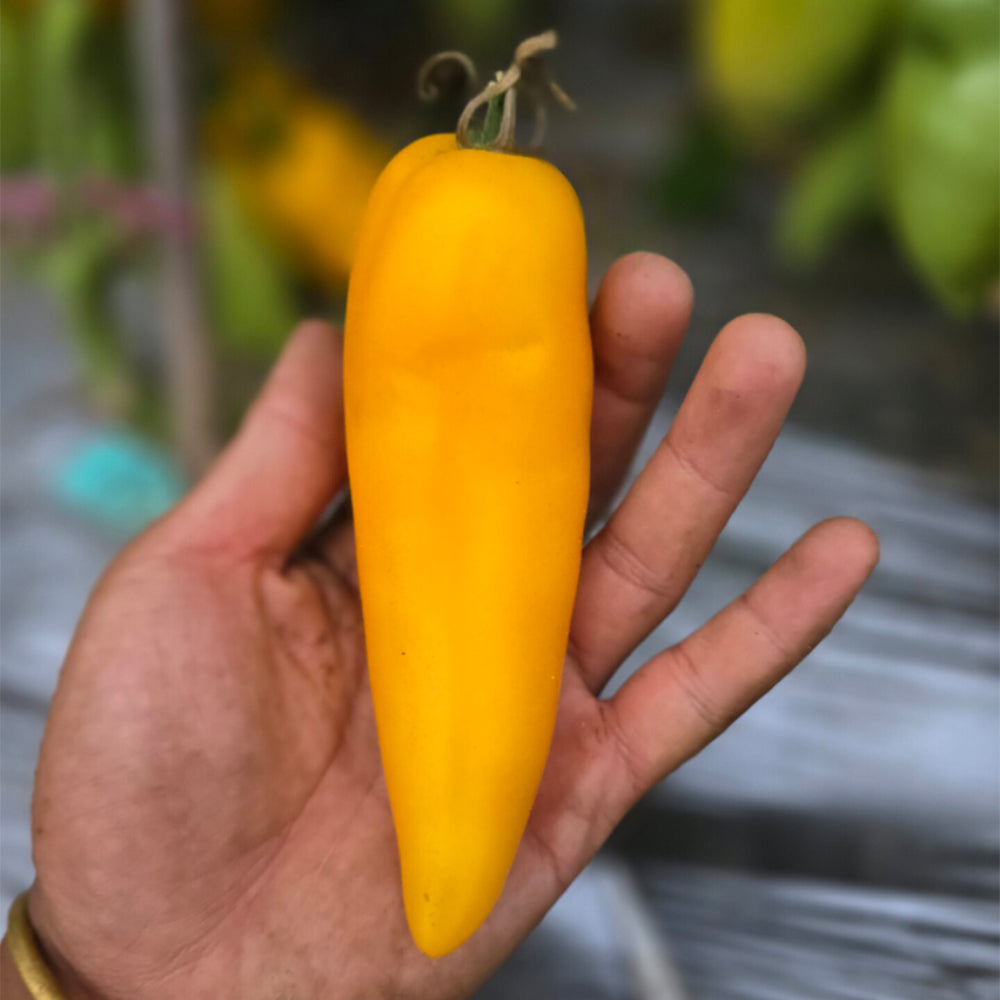 658 Yellow Pepper Tomato