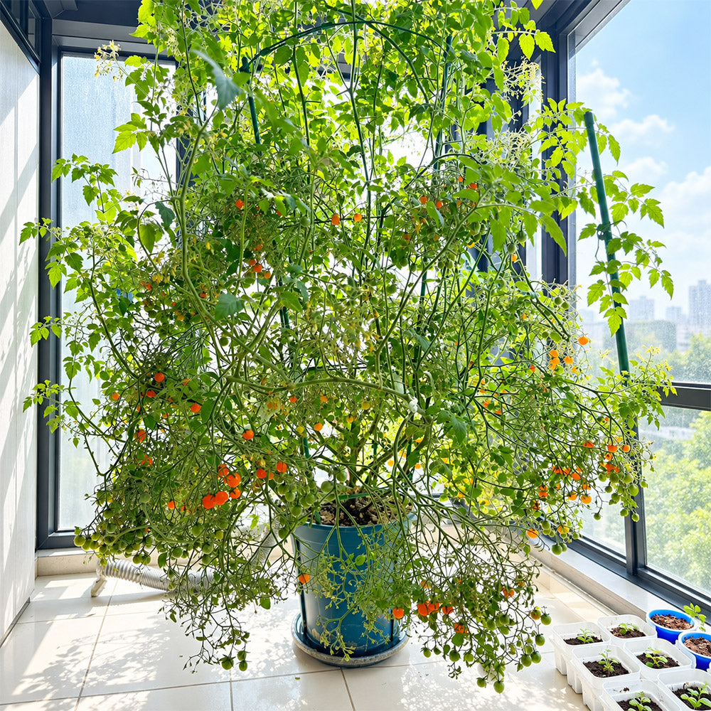 272 Microberry Tomato
