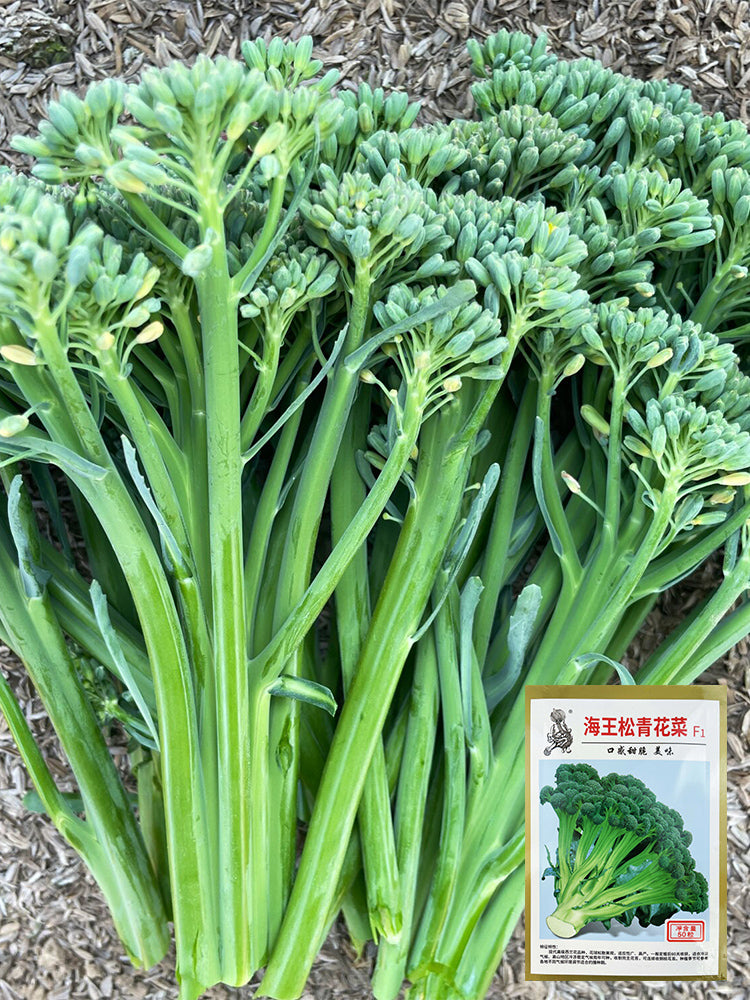 Haiwang Songqing Broccoli