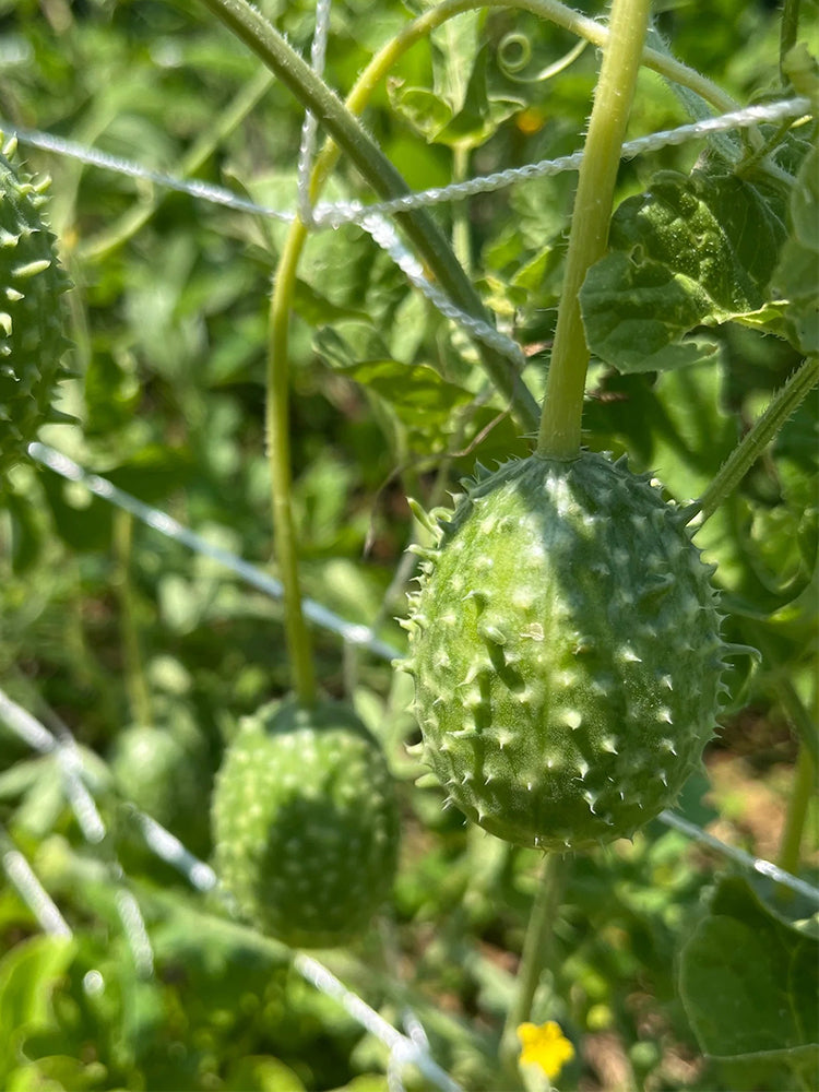 West Indian Gherkin