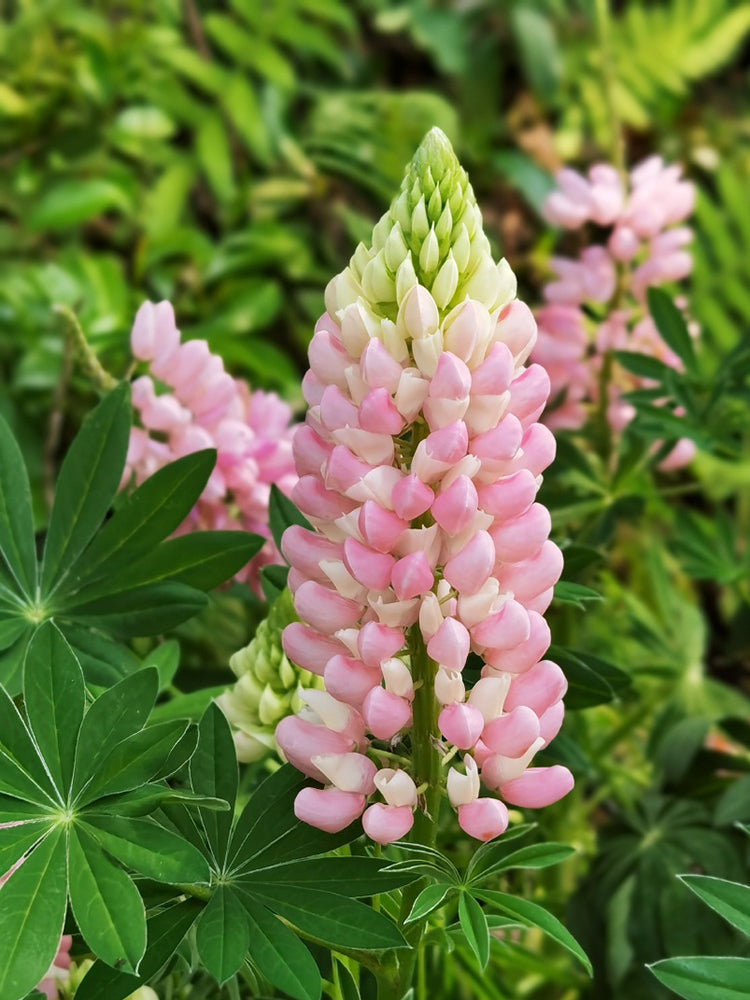 Pink Lupin