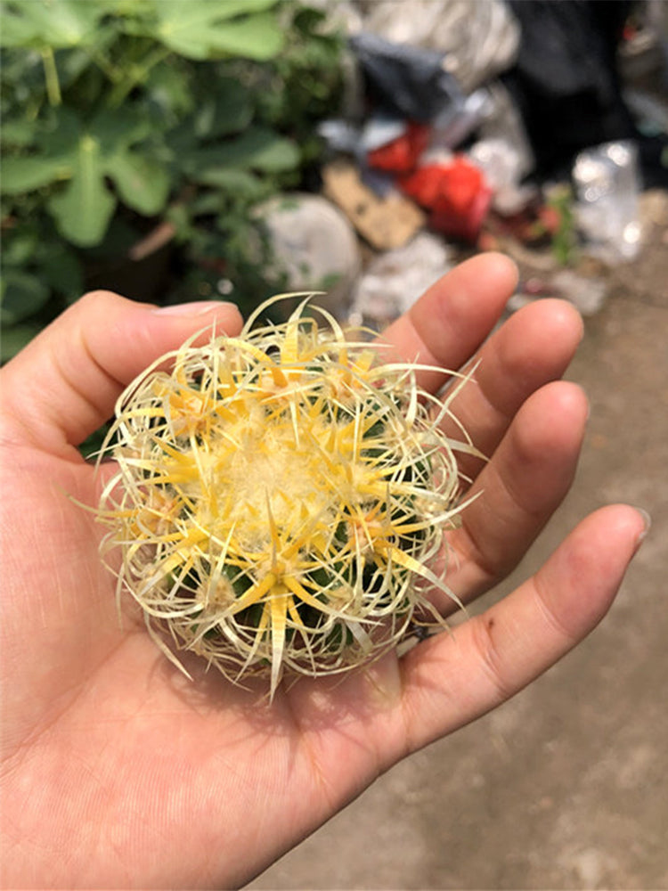 Kroenleinia grusonii 'Intertextus'