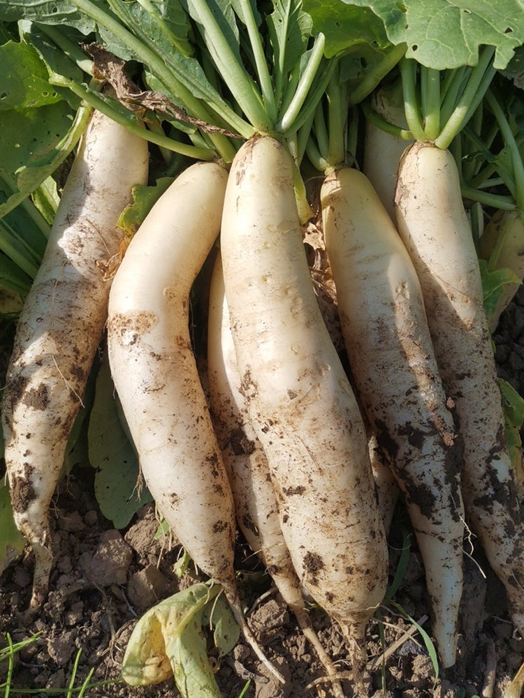 'Zao Luobo No. 13' White Radish