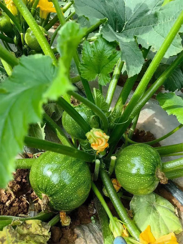 Black Pearl Round Zucchini