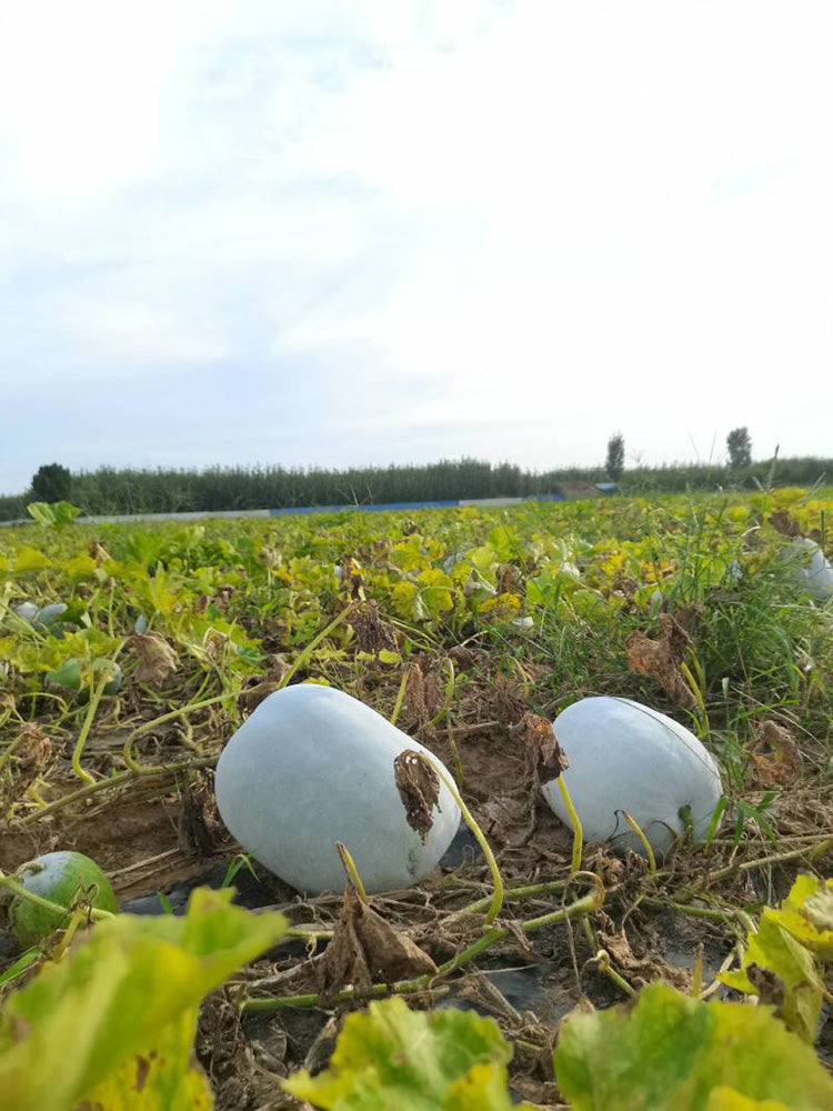 Jiemei Pink Skin Winter Melon