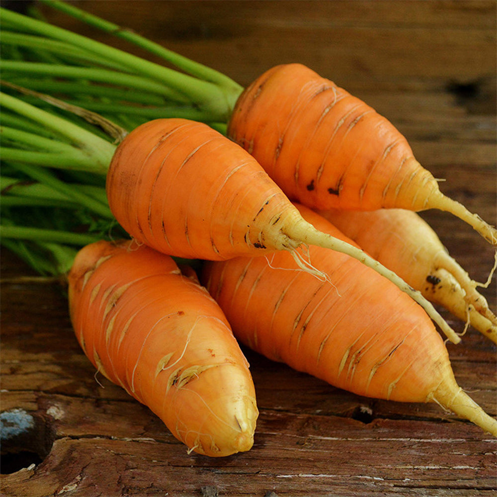 U2225 Oxheart Carrot