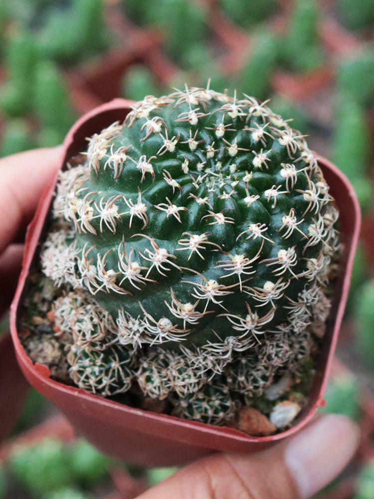 Echinopsis schieliana var. unguispina
