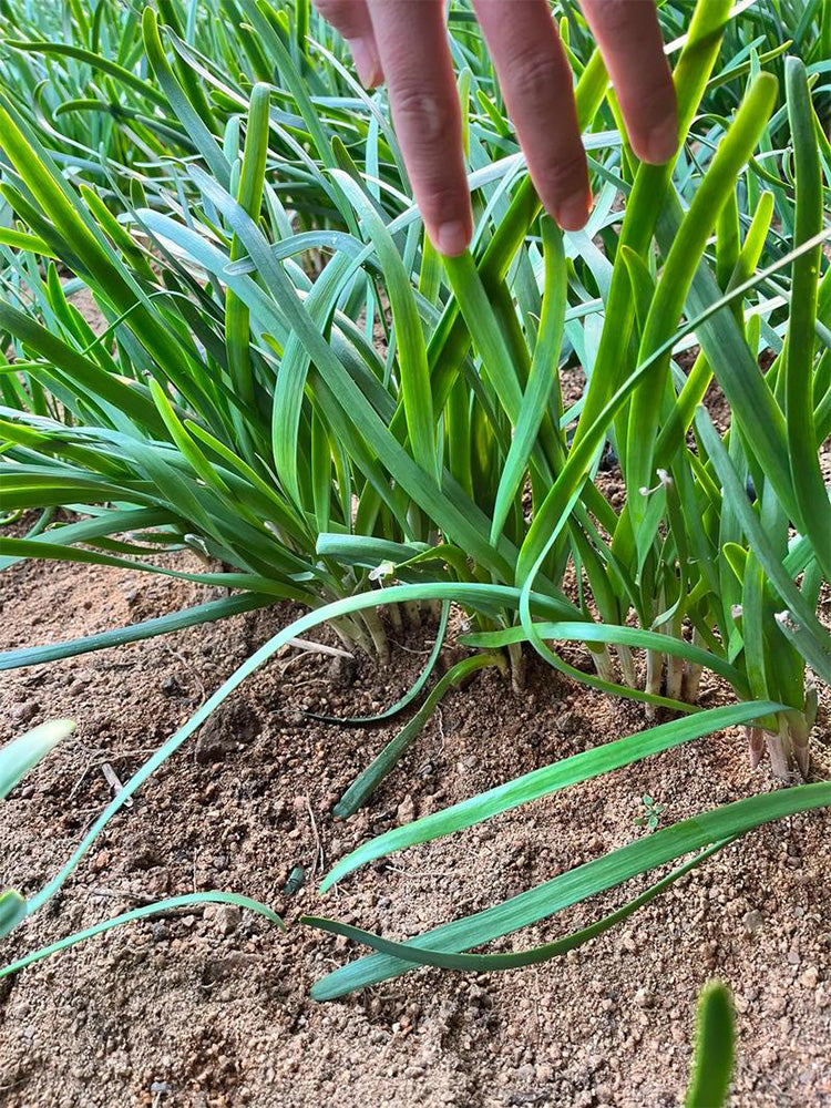 Purple-rooted Chinese Chives