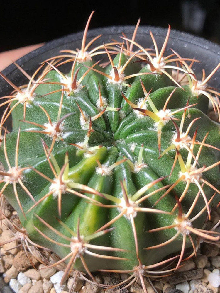 Echinopsis obrepanda