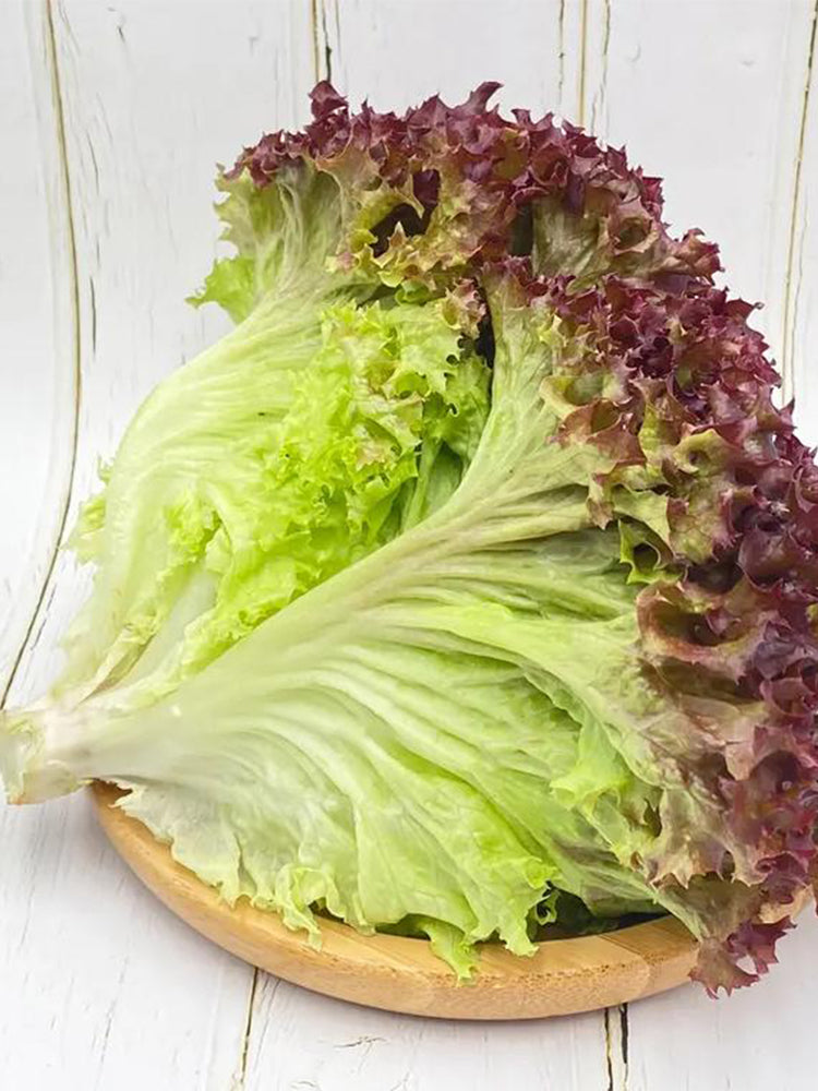 Red Leaf Romaine Lettuce
