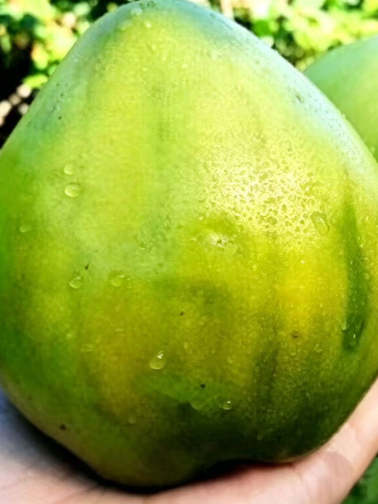 1035 Big Emerald Tomato