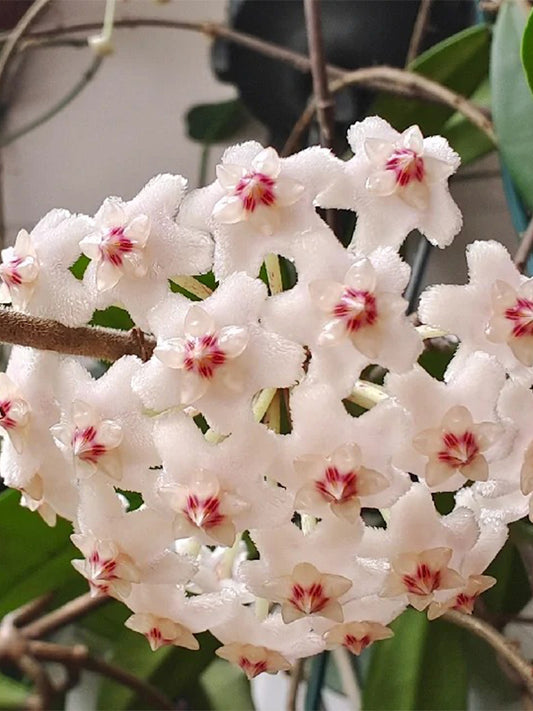 Hoya carnosa 'Jade' Unrooted Stem Cuttings