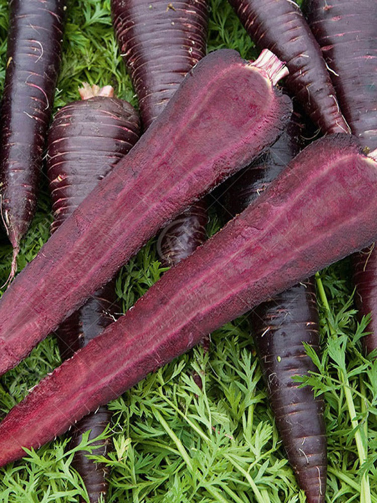 Blackish Purple Carrots