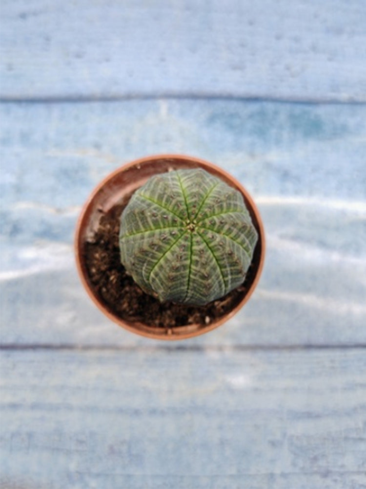 Euphorbia obesa 'Baseball' Live Succulent