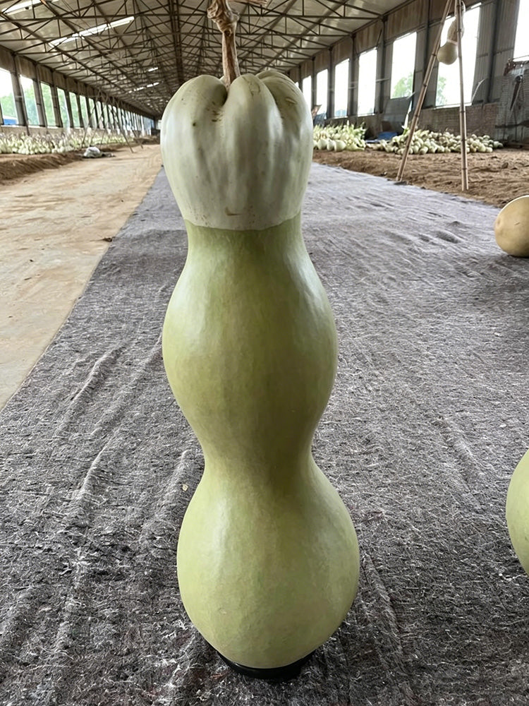 Slender-waisted lotus-head gourd