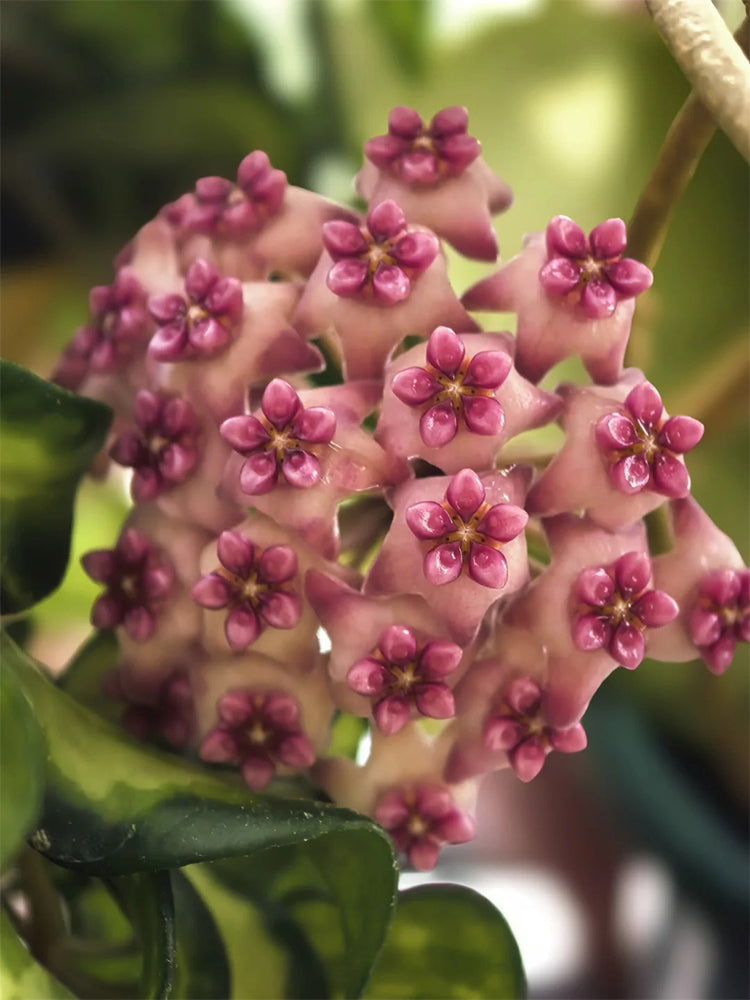 Hoya 'Sweet' Unrooted Stem Cuttings