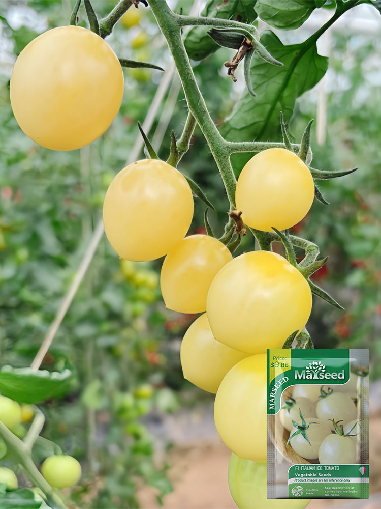 Italian Ice Cherry Tomato