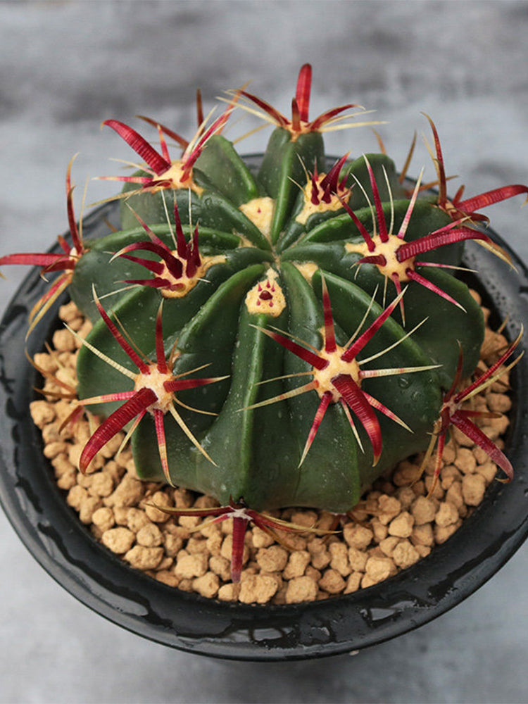 Ferocactus latispinus 'Sunrise'