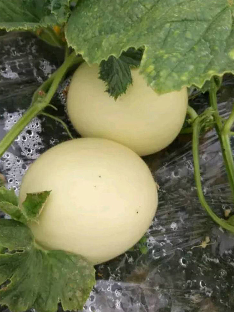 White Sweet Melon( Sugar Jar Melon)