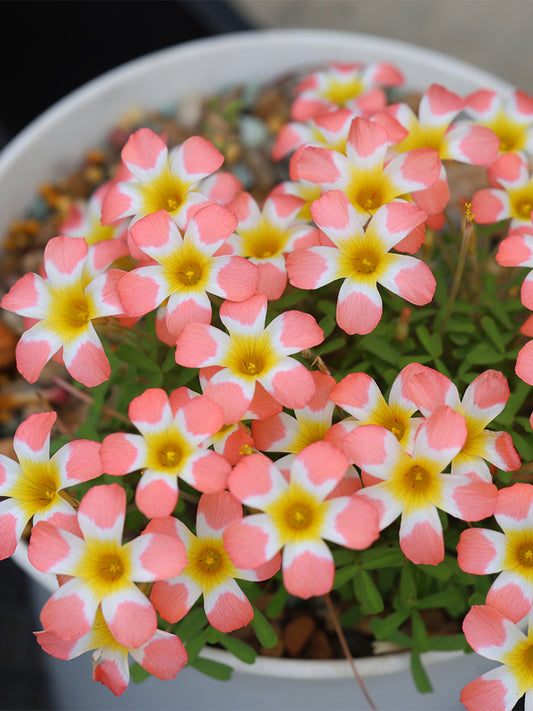 Oxalis Candy Box Series - 'Carrot'