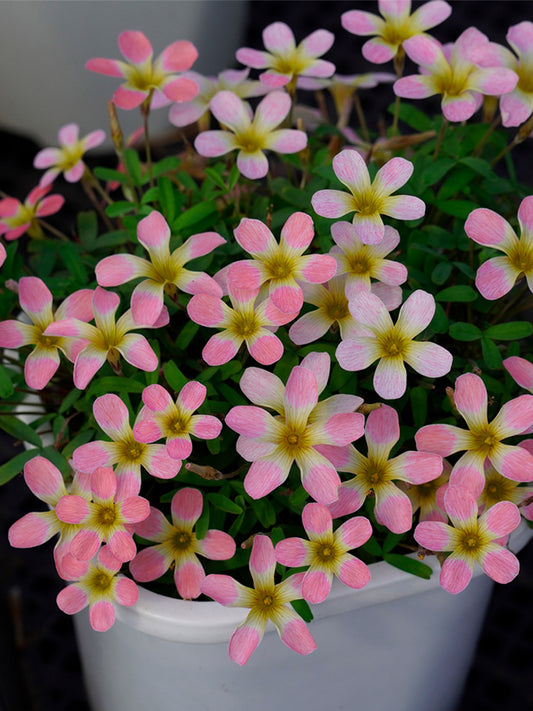 Oxalis obtusa Series Bulb - 'Freckle Girl'