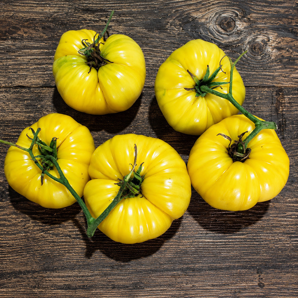 55 T.C. Jones Tomato