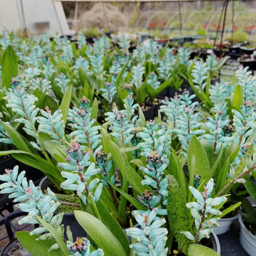 U2220 Turquoise Lachenalia Bulbs