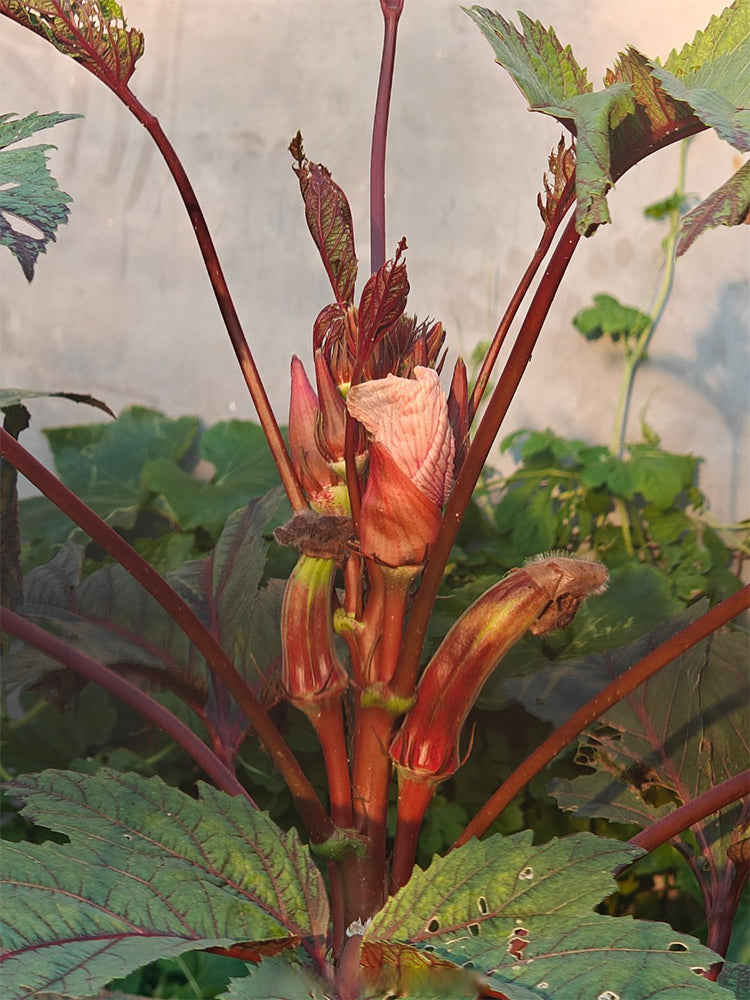 Jinfeng No.9 Red Okra