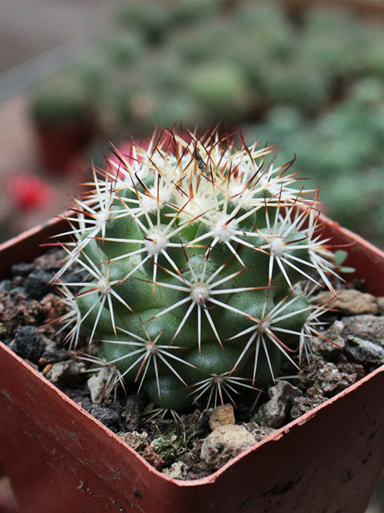 Cochemiea schumannii