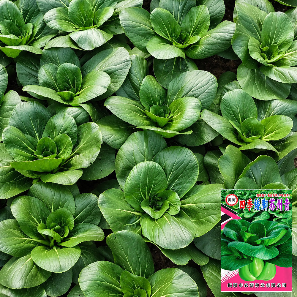W1306 Jiemei Four-Season Dwarf Suzhou Qing Bok Choy