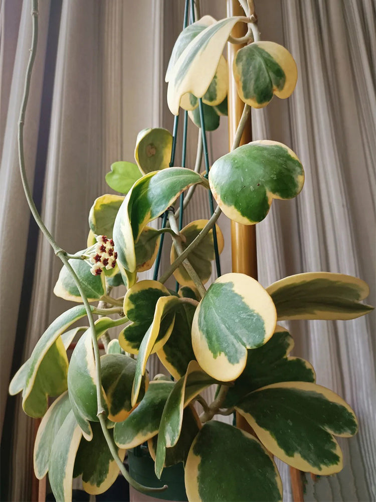 Hoya kerrii 'Albomarginata' Unrooted Stem Cuttings