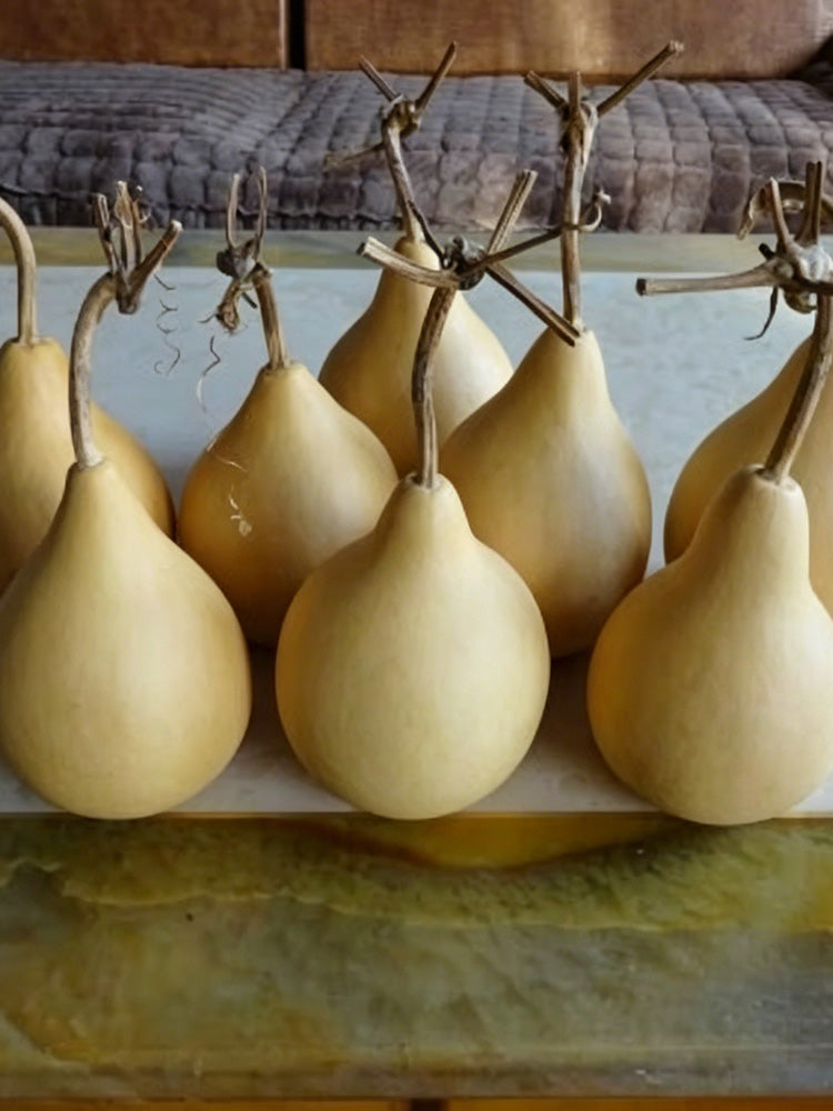 Dipper Gourd