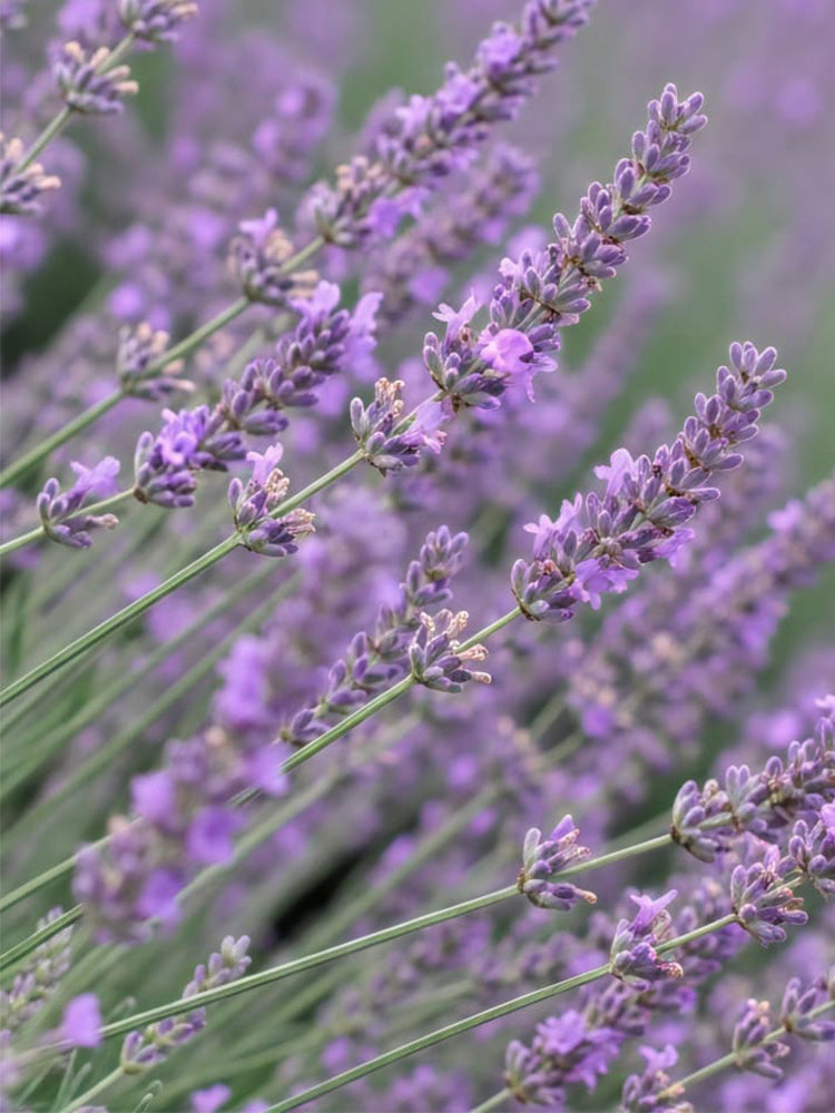 Narrowleaf Lavender