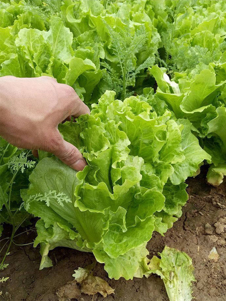 'Jiemei' Late Bolt Italian Lettuce